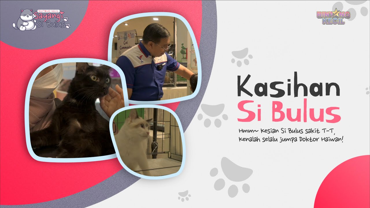 Kasihan Si Bulus | Sayangi Si Bulus | BINTANG KECIL